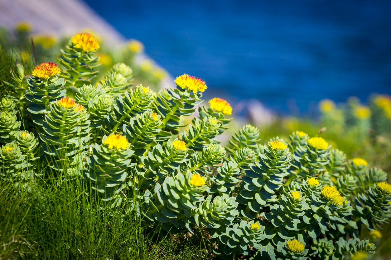 Rhodiola Rosea - True Health - Gaia Arise Farm
