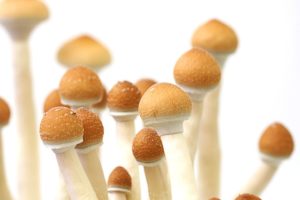 Psilocybin, marijuana